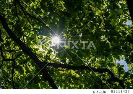 Sunbeams peek through the canopy of leaves in the 65213435