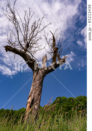 Old bony dead tree on a meadow 65213436