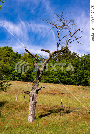 Old bony dead tree on a meadow 65213470