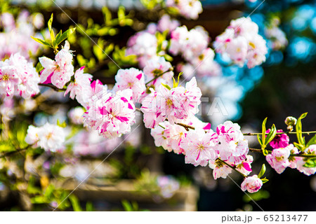 桜の花① 65213477