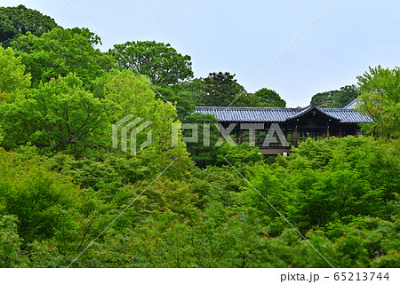 東福寺の渡り廊下と青もみじ 東福寺の渡り廊下と青もみじ 65213744