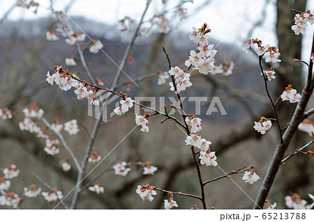 オクチョウジザクラの花の付き方 福島県只見町の写真素材