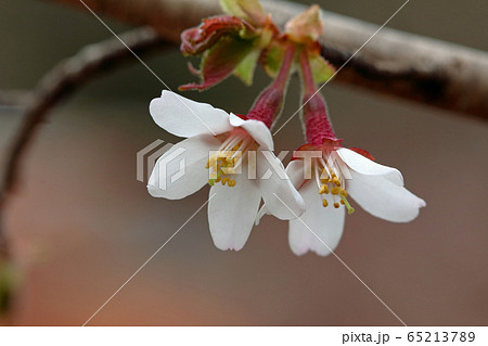 オクチョウジザクラの清楚な花　福島県只見町 65213789