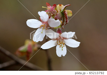 オクチョウジザクラの清楚な花　福島県只見町 65213792