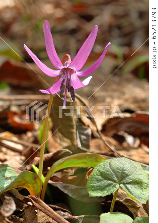 日差しを浴びて花開くカタクリ　福島県只見町 65213793