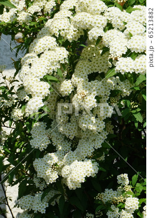 オオテマリ 白色 オオテマリ 白色 65213882