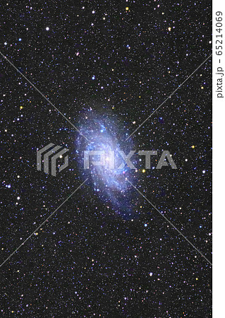 M33　三角座の渦巻銀河-2 65214069