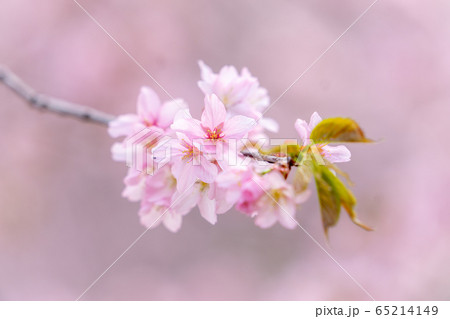 桜 桜 65214149