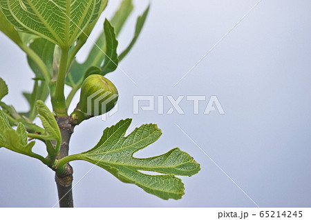 若いイチジクの実 65214245
