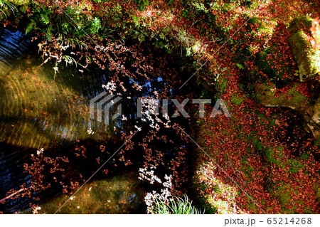 愛媛新居浜市の清流別子銅山川 65214268