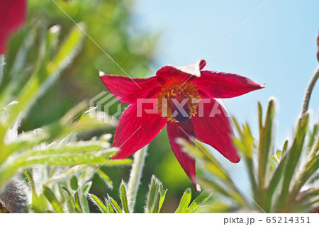 赤いオキナグサの花 赤いオキナグサの花 65214351