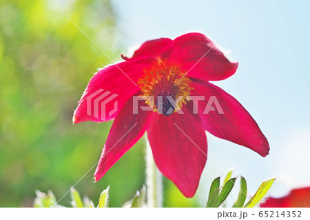 赤いオキナグサの花 65214352