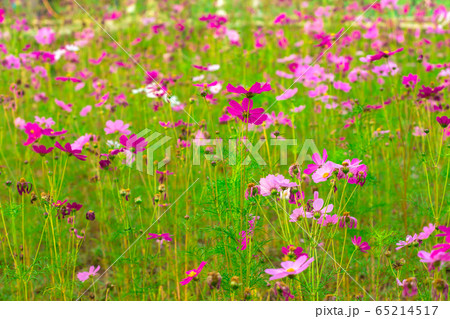 Thailand, Agricultural Field, Autumn, Awe, 65214517