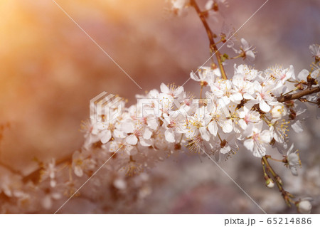 Blooming apple tree branch with sun. Evening 65214886