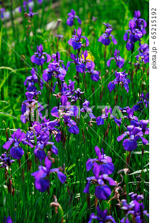 菖蒲 菖蒲 65215192
