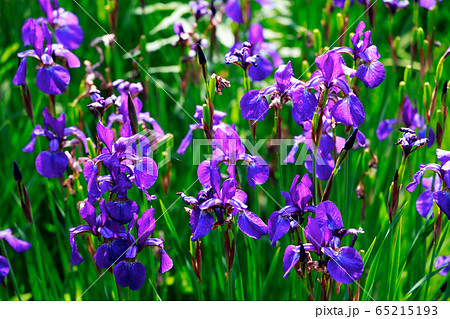 菖蒲 菖蒲 65215193