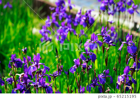 菖蒲 菖蒲 65215195