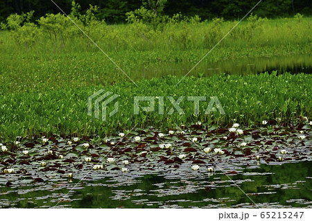 南会津昭和村のヒツジグサの花咲く矢ノ原湿原 65215247