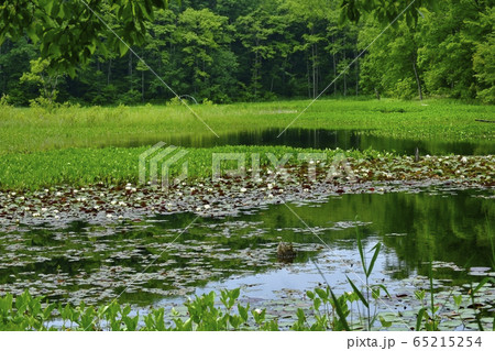 南会津昭和村のヒツジグサの花咲く矢ノ原湿原 65215254