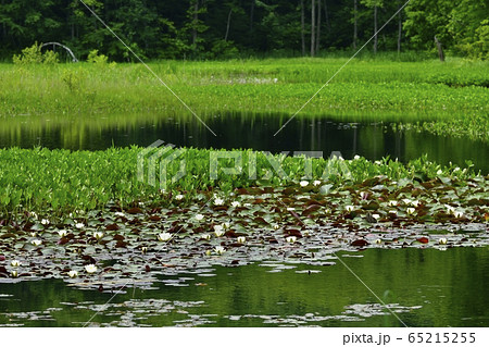南会津昭和村のヒツジグサの花咲く矢ノ原湿原 65215255
