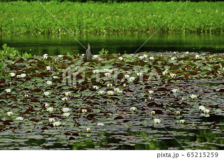 南会津昭和村のヒツジグサの花咲く矢ノ原湿原 65215259