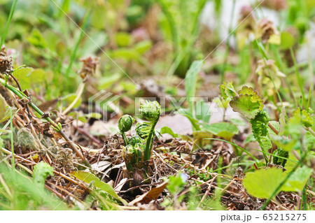 暖かくなり伸びてきたコゴミ（春、四月） 65215275