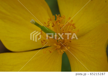 ピナムル 野生の花 野花 65215287