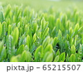 茶畑① 65215507