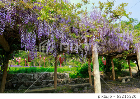 藤の花 65215520
