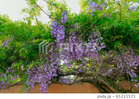 藤の花 65215525