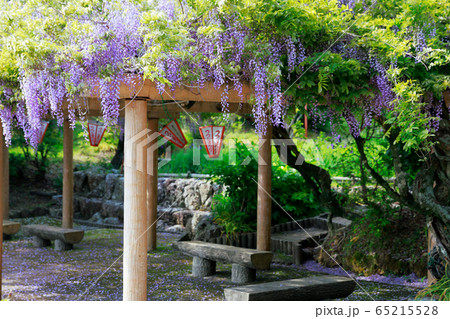 藤の花 藤の花 65215528