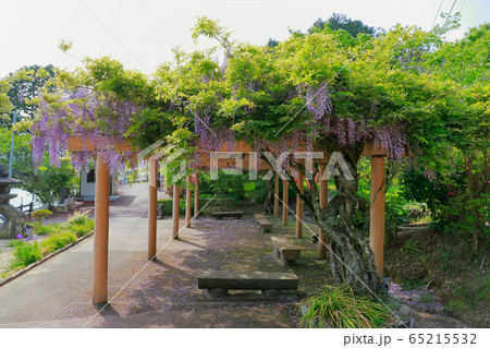 藤の花 藤の花 65215532