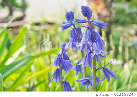 青と白のツリガネズイセンの花 65215924