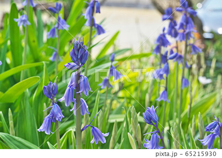 青と白のツリガネズイセンの花 65215930