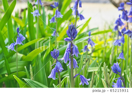 青と白のツリガネズイセンの花 65215931
