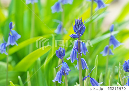 青と白のツリガネズイセンの花の写真素材