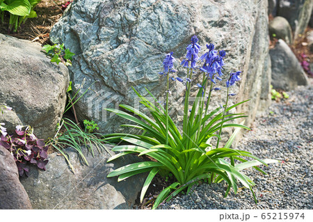 青と白のツリガネズイセンの花の写真素材