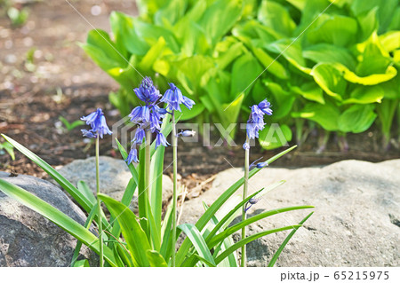 青と白のツリガネズイセンの花 65215975