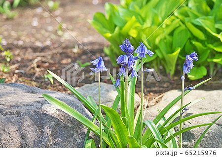 青と白のツリガネズイセンの花 65215976