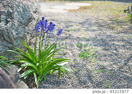 青と白のツリガネズイセンの花 65215977