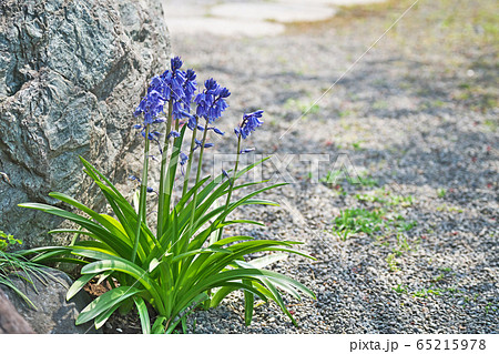 青と白のツリガネズイセンの花 65215978
