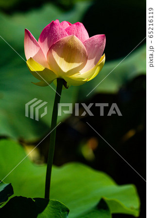 浄土の花 65216119