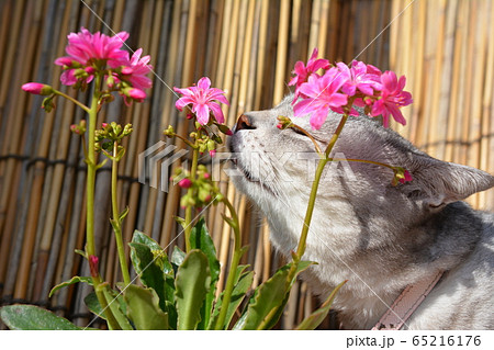 買ってきた花の苗をチェックする猫 サバトラ猫 花はレウィシア の写真素材