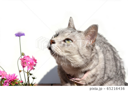 買ってきた花の苗の匂いを嗅いだり、チェックする猫。サバトラ猫。花はピンクのレウィシアと紫のスカビオサ 65216436