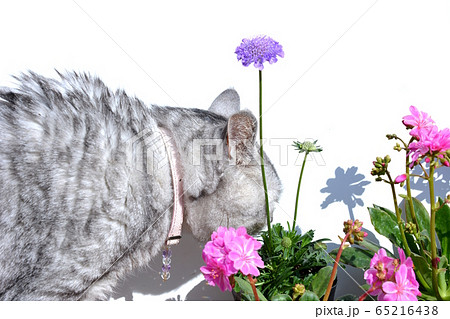 買ってきた花の苗の匂いを嗅いだり、チェックする猫。サバトラ猫。花はピンクのレウィシアと紫のスカビオサ 65216438