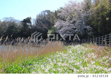湖畔の桜　（浜名湖） 65216538
