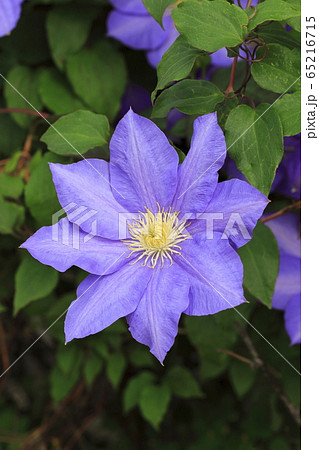 クレマチス(鉄仙)の花 クレマチス(鉄仙)の花 65216715
