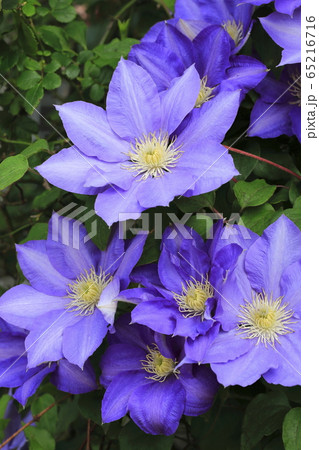 クレマチス(鉄仙)の花 クレマチス(鉄仙)の花 65216716