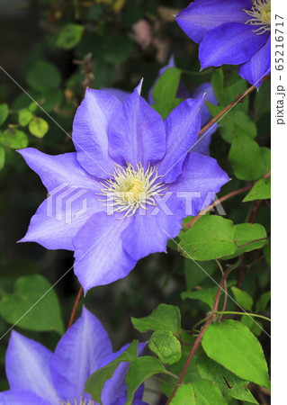 クレマチス 鉄仙 の花 の写真素材