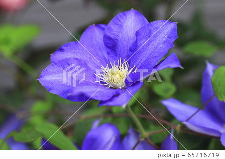 クレマチス（鉄仙）の花　 65216719